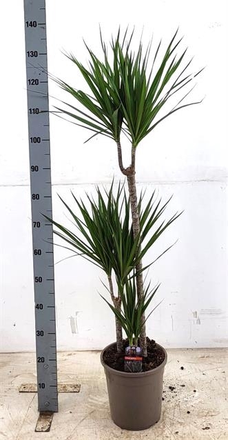 Dracaena Marginata 24Ø 140cm 3pp