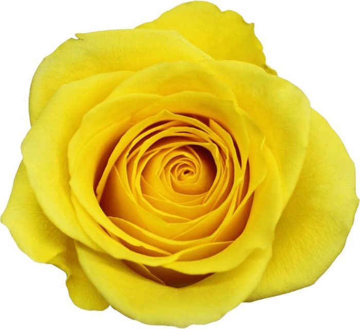 <h4>R Gr Goldfinch Yellow 50cm EC</h4>