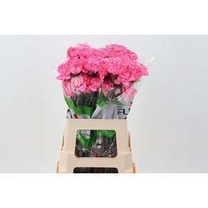 Di St Tinted HotPink