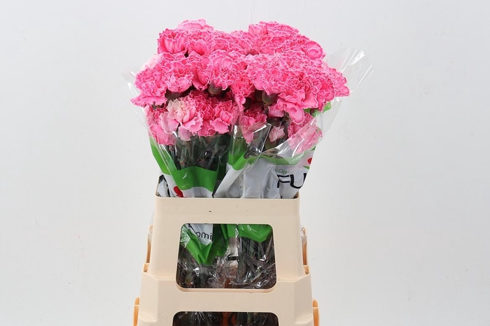 <h4>Di St Tinted HotPink</h4>