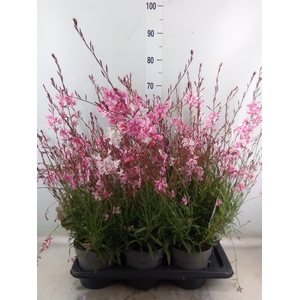 Gaura lindheimeri   ...