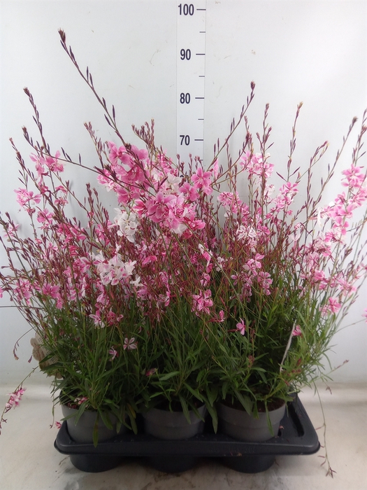 <h4>Gaura lindheimeri   ...</h4>