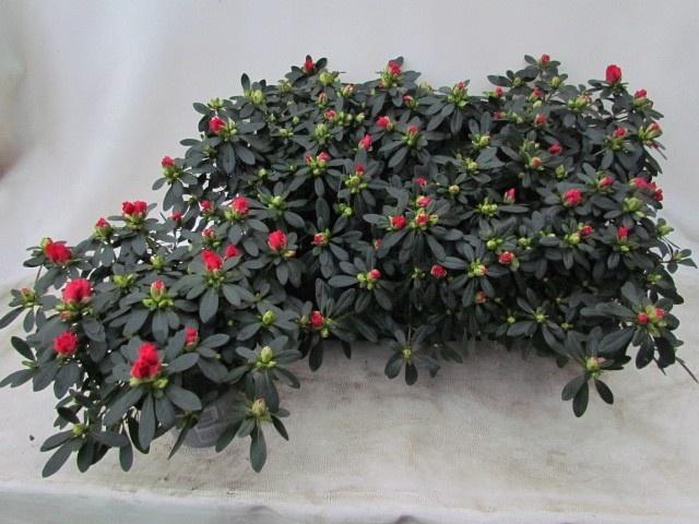 <h4>RHODO SI TOSH PARIS</h4>