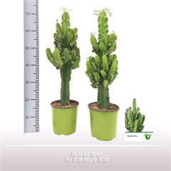 <h4>Euphorbia ingens</h4>