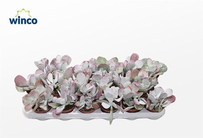 Cotyledon Ssp.(pink Leaf)