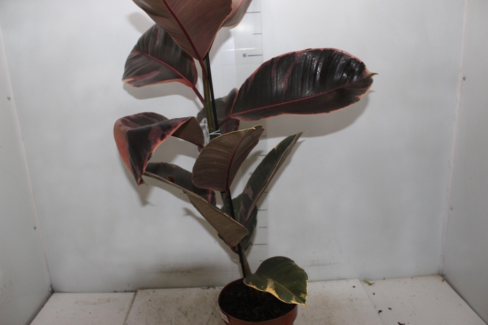 <h4>FICUS ELASTICA RUBY P17</h4>