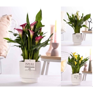 Zantedeschia mix in P&PURE Ivy ceramics shiny white