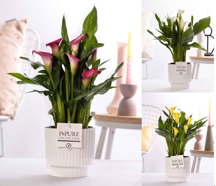 <h4>Zantedeschia mix in P&PURE Ivy ceramics shiny white</h4>