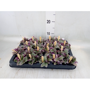 Tradescantia cerinth. 'Sweetness'