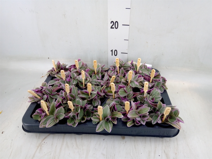 <h4>Tradescantia cerinth. 'Sweetness'</h4>
