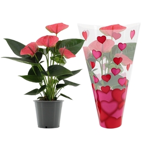 Anthurium 12 cm Sweet Dream in heart sleeve Lilly