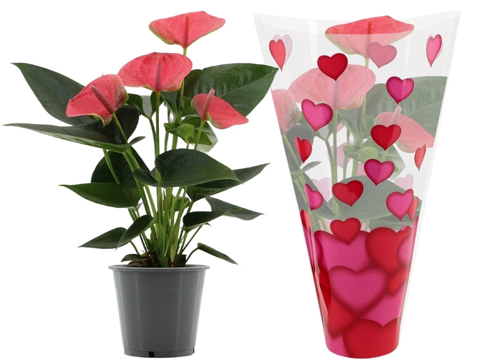 <h4>Anthurium 12 cm Sweet Dream in heart sleeve Lilly</h4>