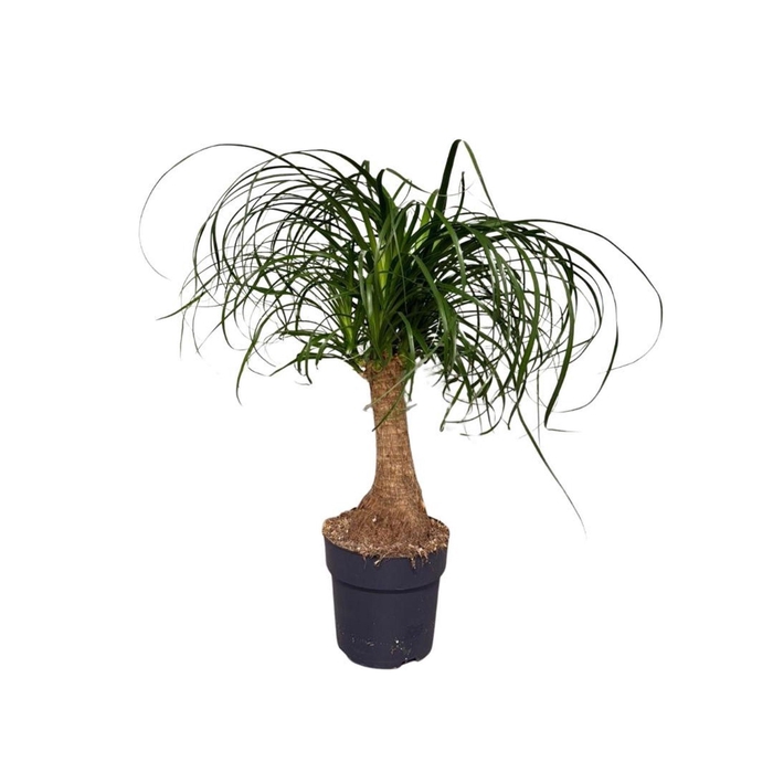 <h4>Nolina recurvata</h4>