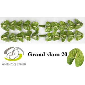 ANTH A GRAND SLAM 20