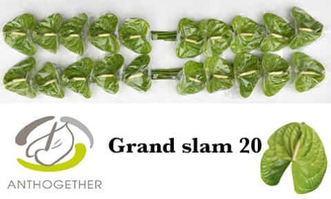 <h4>Anthurium Grand Slam</h4>