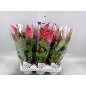 Anthurium  'Banderola Roja'