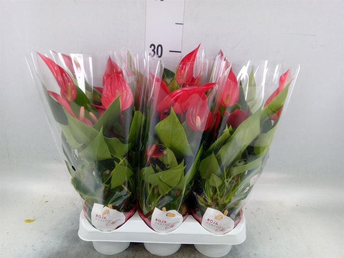 <h4>Anthurium 'Banderola Roja'</h4>