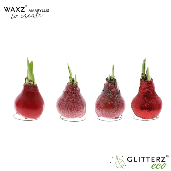 <h4>Amaryllis Waxz® to Create Red</h4>