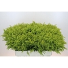 Solidago Tara Gold Buiten
