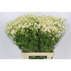 Tanacetum Camille