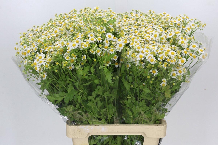<h4>Tanacetum Camille</h4>