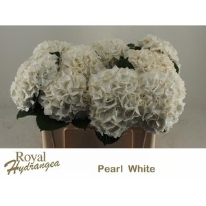 HYDR M MAG PEARL WIT