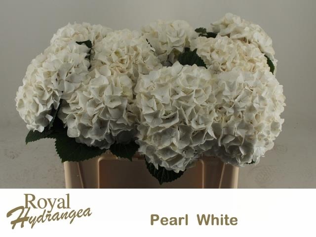 <h4>HYDR M MAG PEARL WIT</h4>