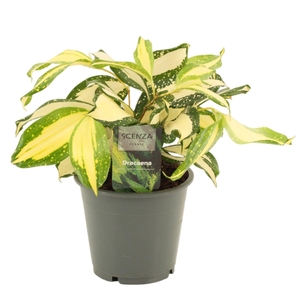 Dracaena Milky Way 12 cm