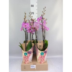 Phalaenopsis   ...lilac