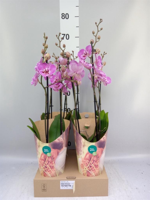 <h4>Phalaenopsis   ...lilac</h4>