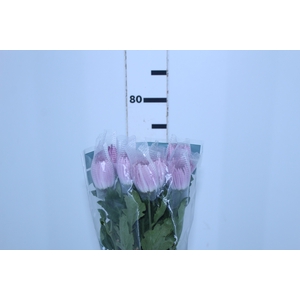 ANASTASIA LILAC 080 CM LILAS