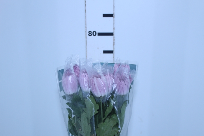 ANASTASIA LILAC 080 CM LILAS