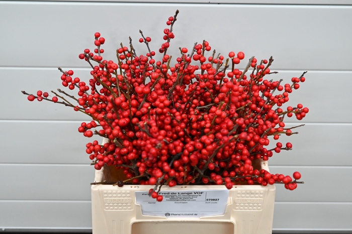 <h4>ILEX VE RODE BES</h4>