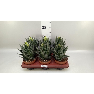 Aloe aristata 'Tiki Tahi'