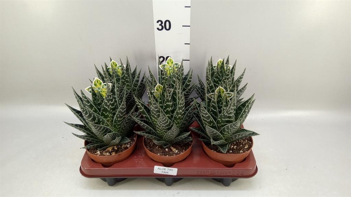 <h4>Aloe aristata 'Tiki Tahi'</h4>