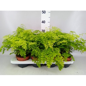 Adiantum raddi. 'Fragrans'
