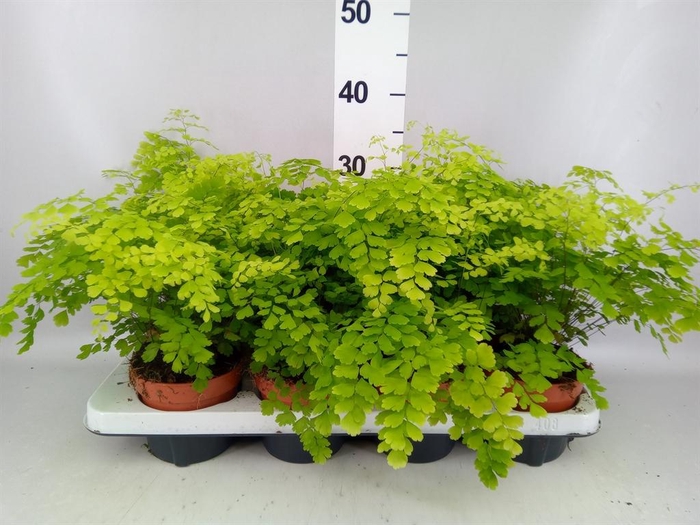 <h4>Adiantum raddi. 'Fragrans'</h4>