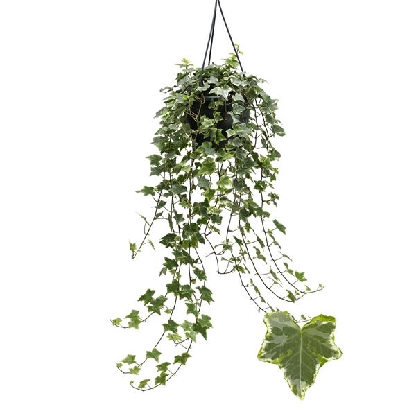 <h4>Hedera helix 'Mint Kolibri'</h4>