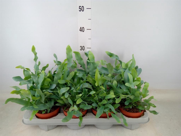 <h4>Phlebodium aureum 'Blue Star'</h4>