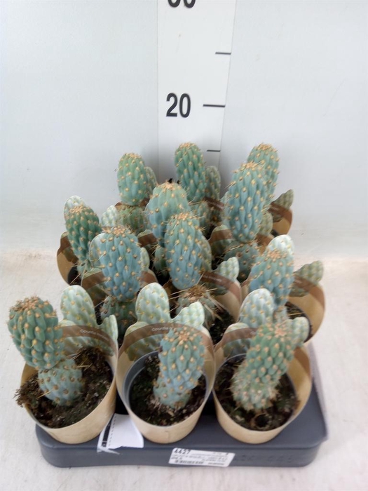 <h4>Opuntia</h4>