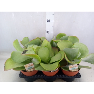 Kalanchoa thyrsiflora