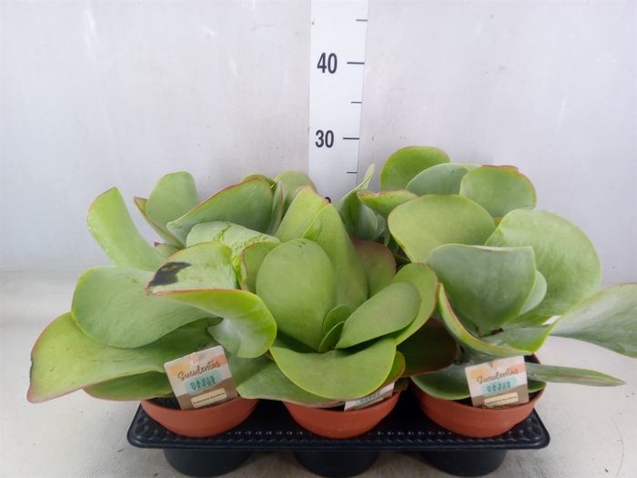 <h4>Kalanchoa thyrsiflora</h4>