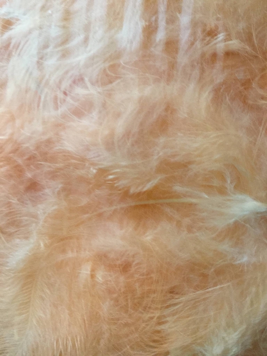 PLUIM MARABOU 40GR APRICOT