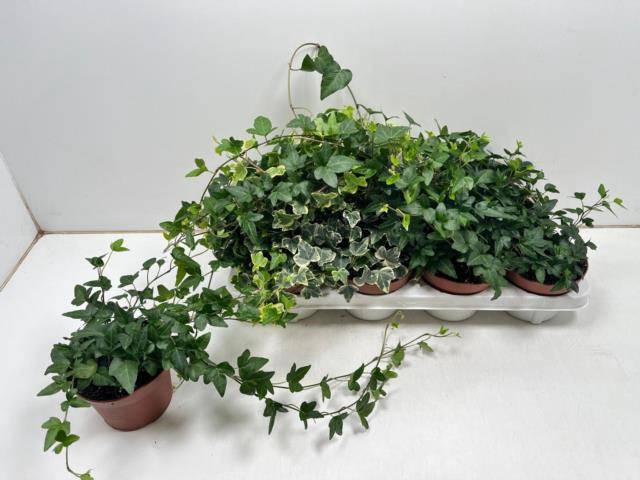 <h4>HED HE GEM 3 SRT</h4>