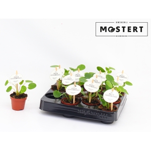 PILEA PEPEROMIOIDES