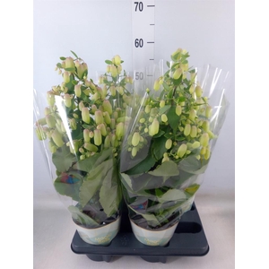 Kalanchoe  'Magic Bell'