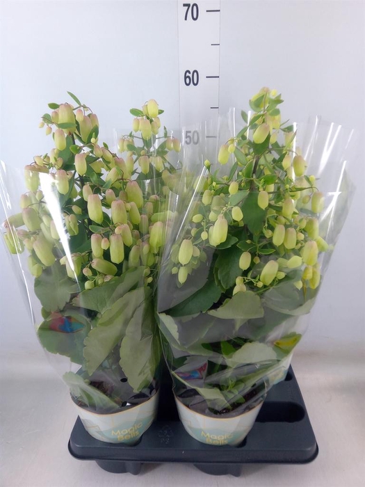 <h4>Kalanchoe  'Magic Bell'</h4>