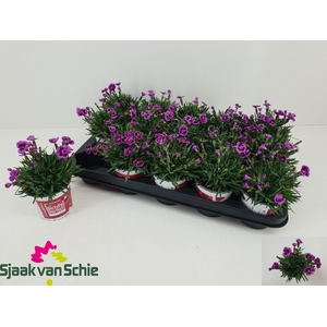 DIAN PICTURE PERFECT