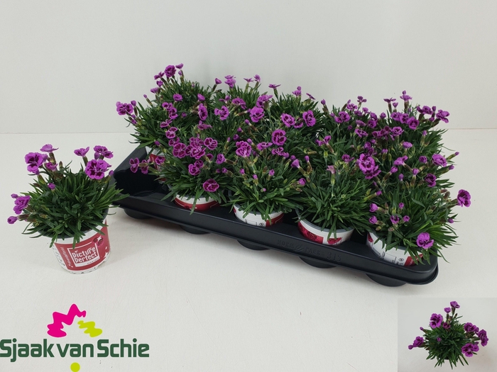 <h4>DIAN PICTURE PERFECT</h4>