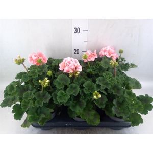Pelargonium zona.   ...F1